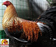 dominique gamefowl|Dom (Bulik) Gamefowl Breed Profile .